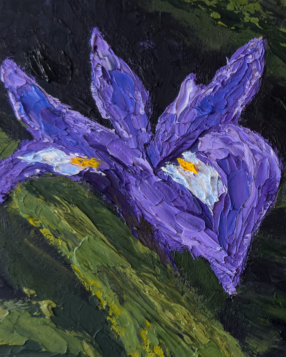 Iris in the Shadows