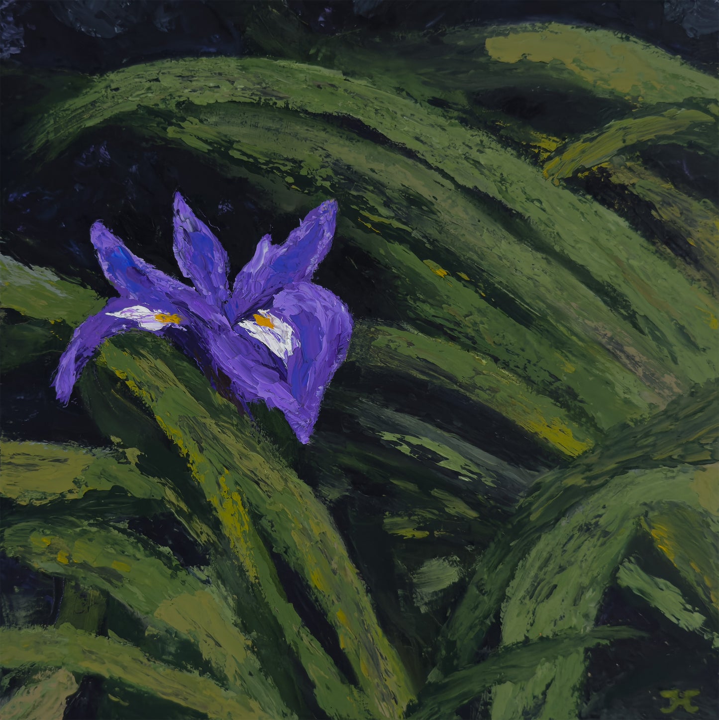 Iris in the Shadows