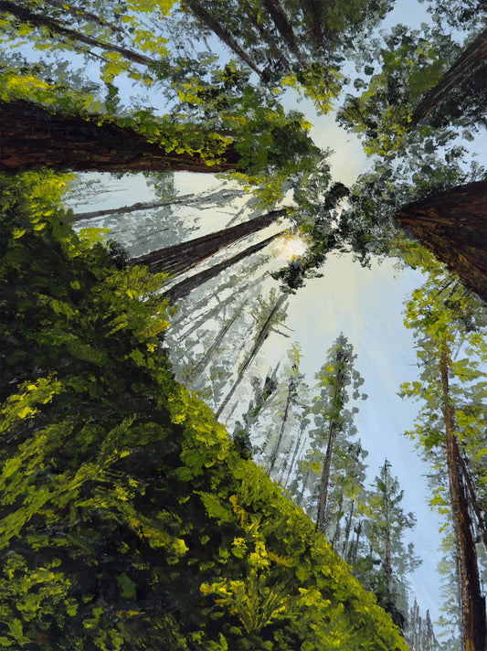 Redwood Cathedral
